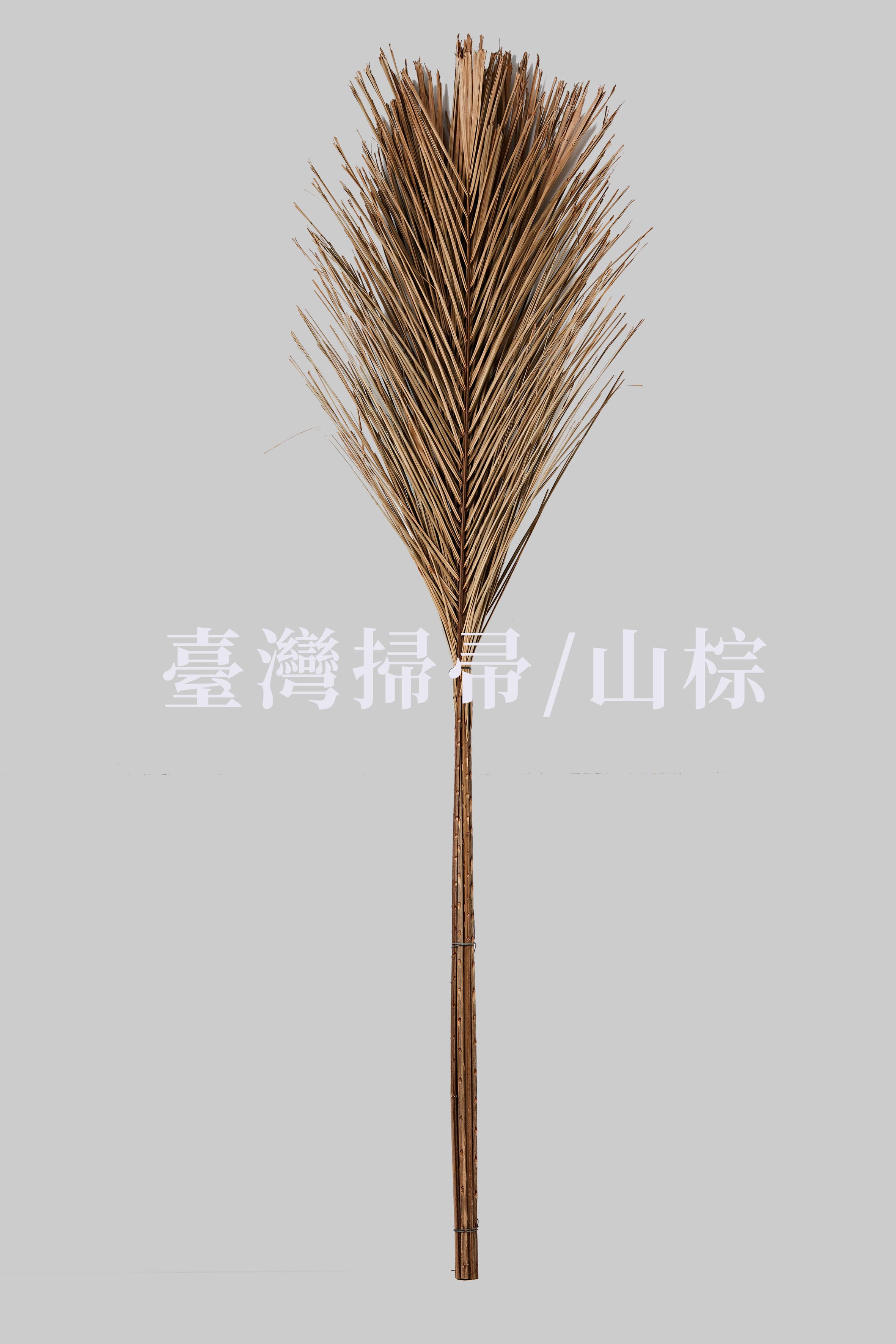 山棕掃帚