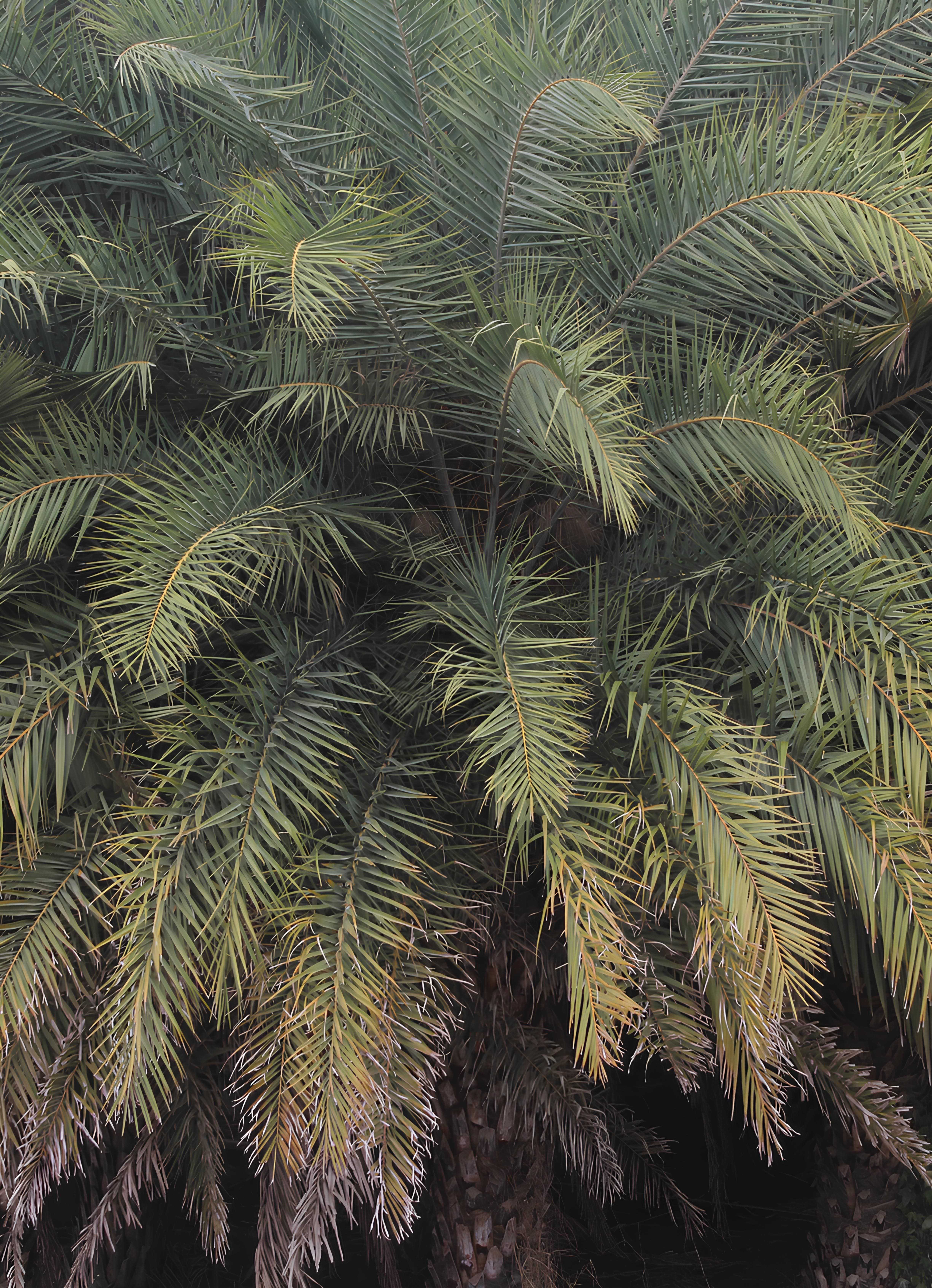 槺榔植物