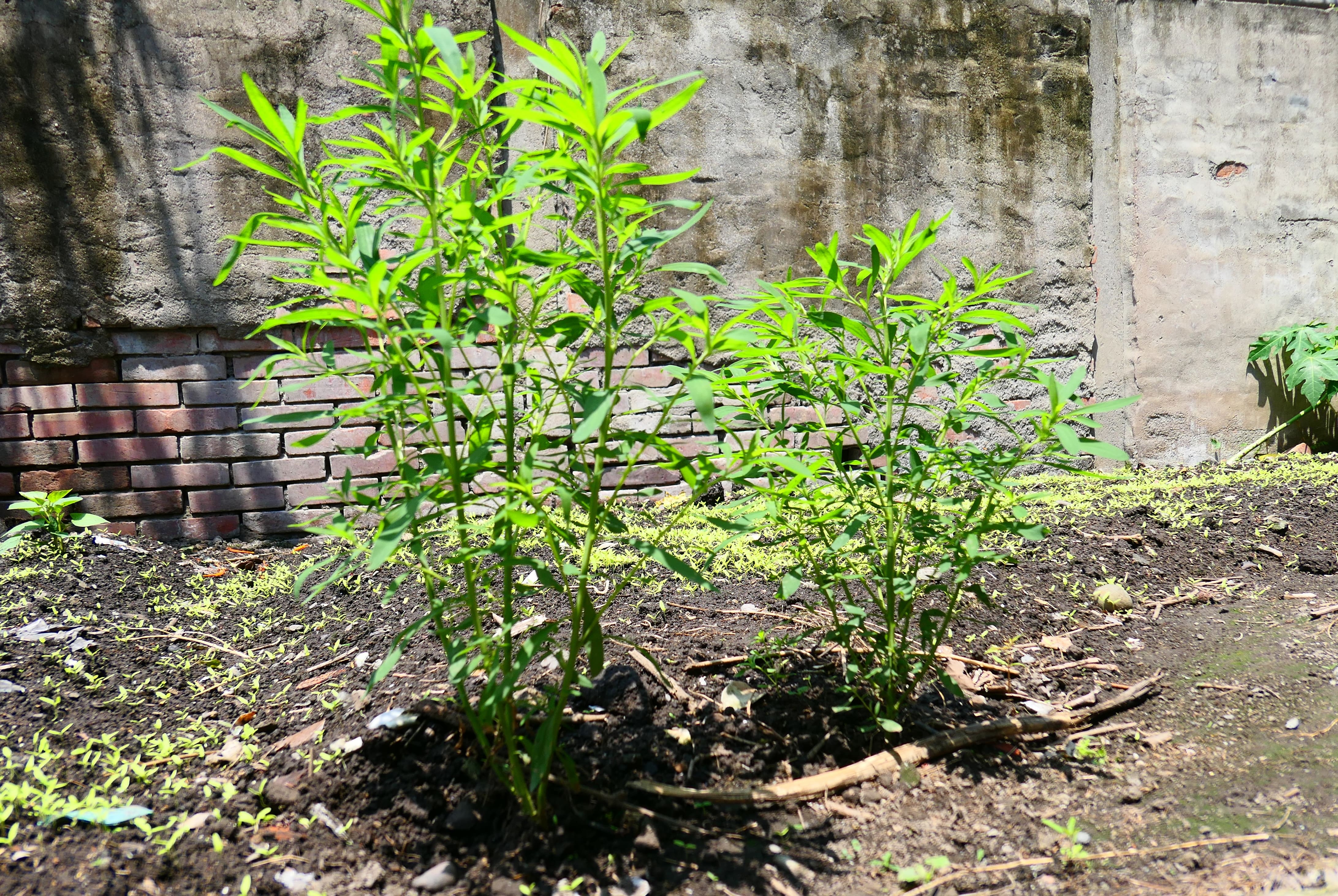 地膚草植物