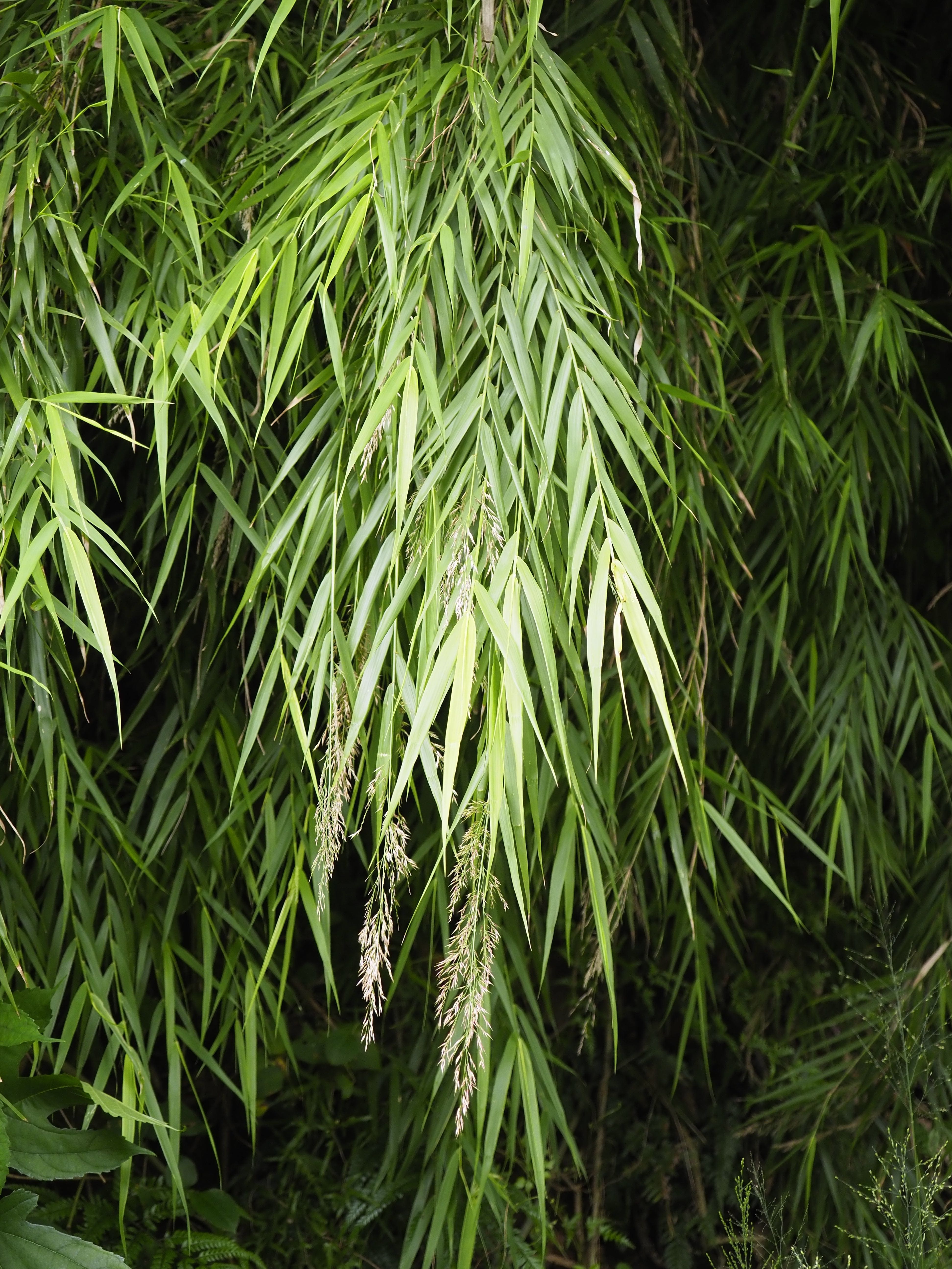 蘆竹植物